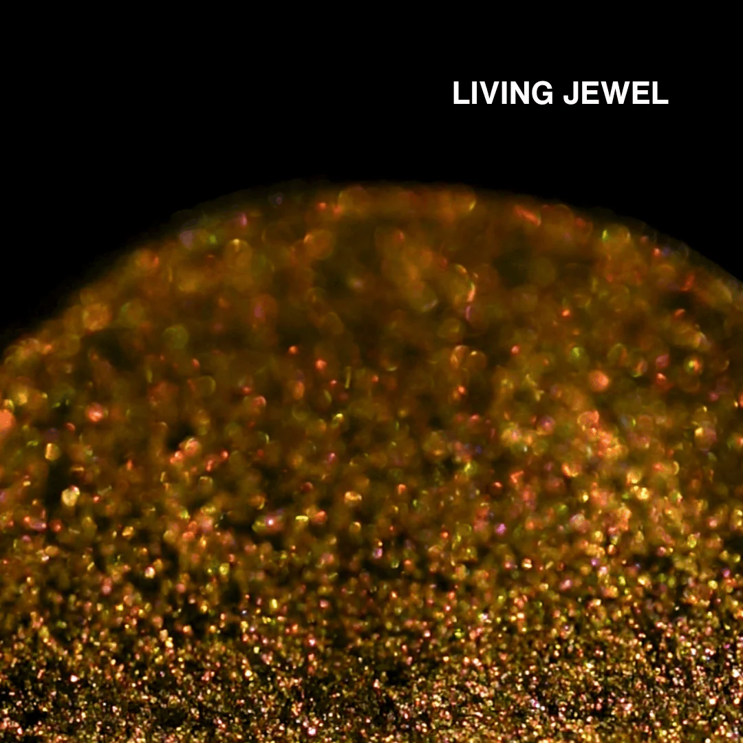 Chapter 4 - Garden of Iridescent Wings - Image 19